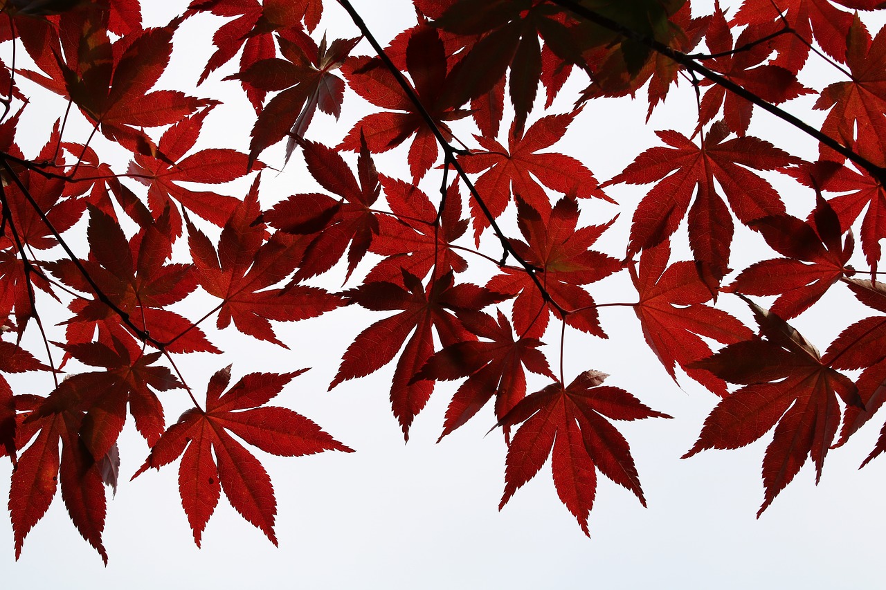 autumn leaves  maple  the leaves free photo