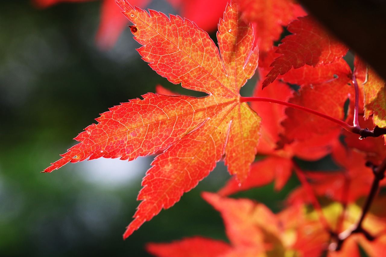 autumn leaves  maple  the leaves free photo