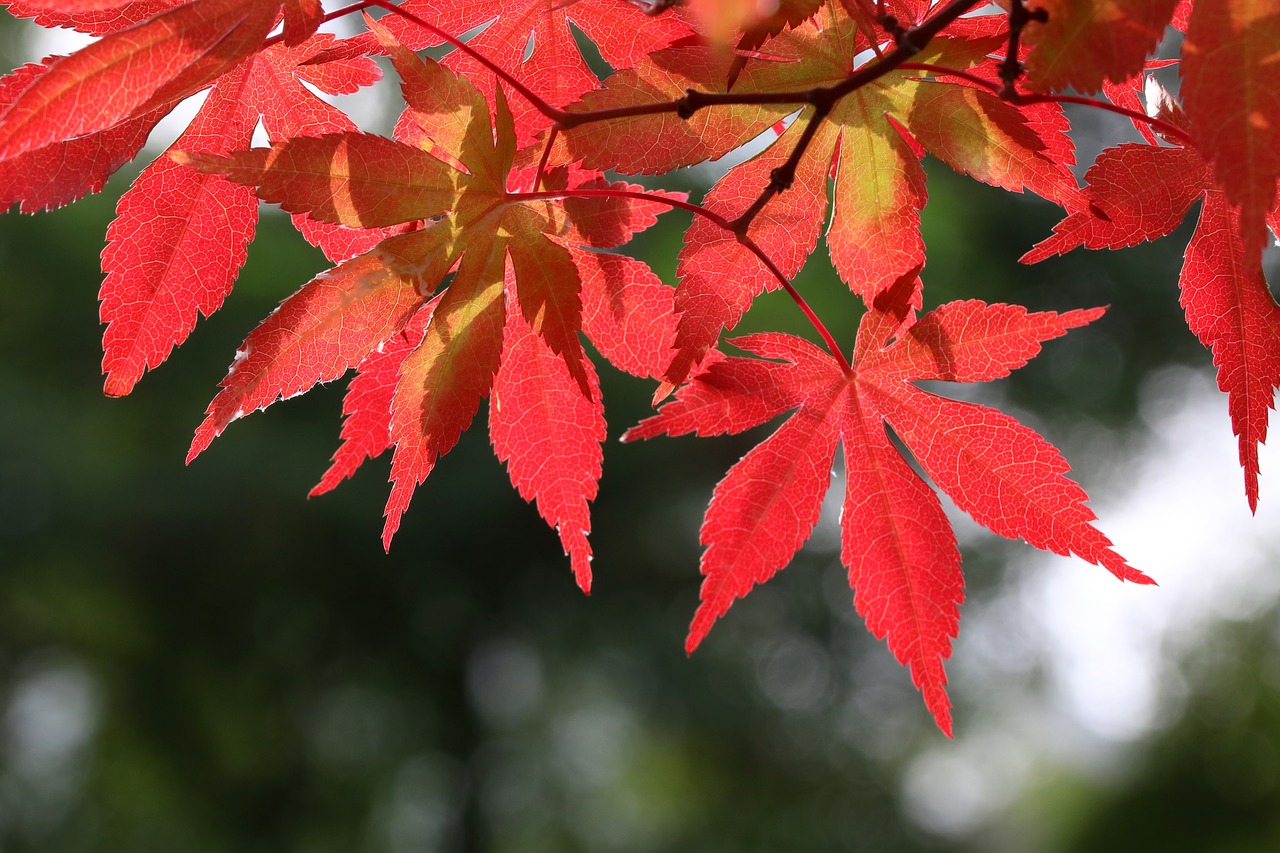 autumn leaves  maple  the leaves free photo