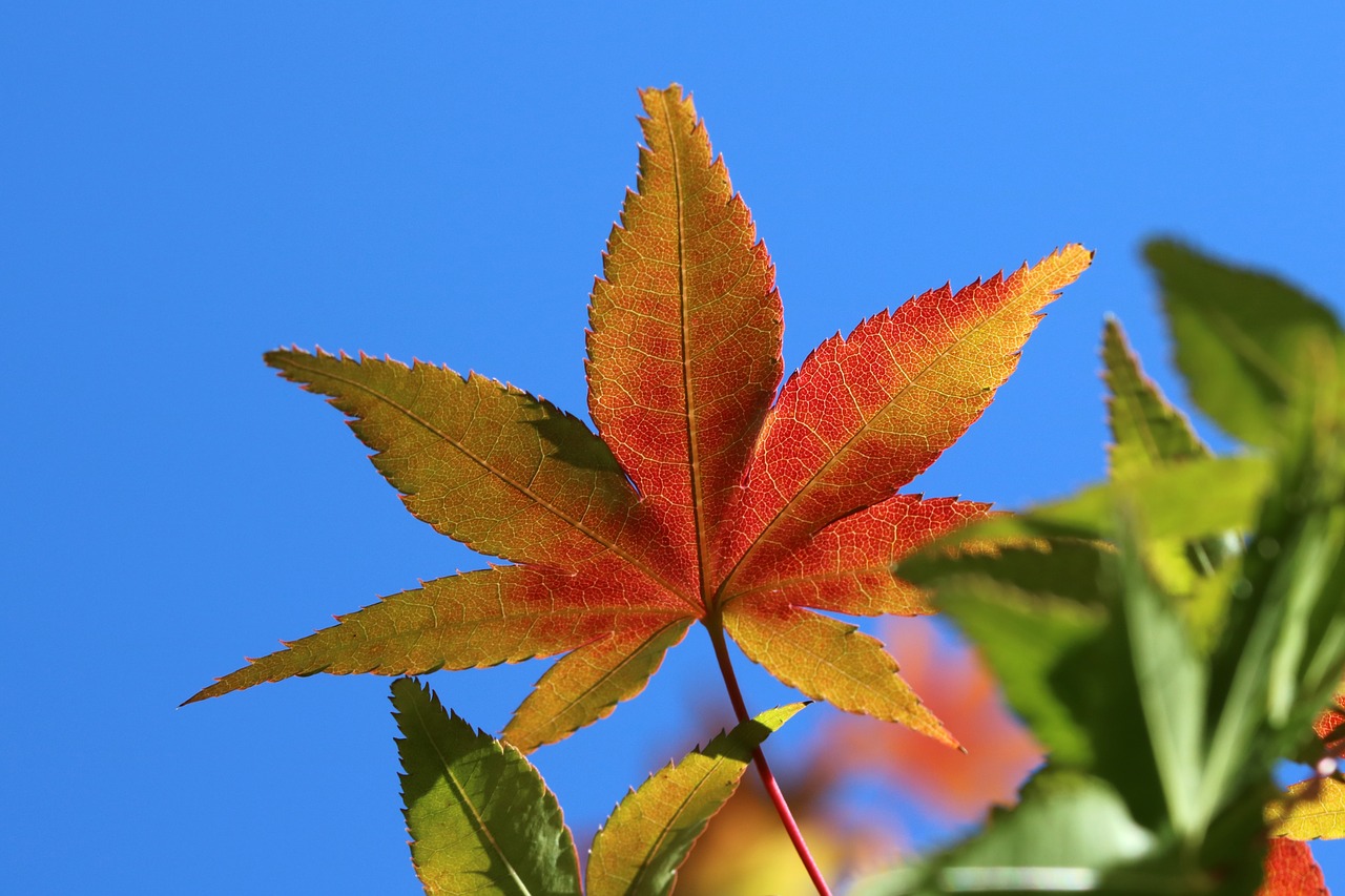 autumn leaves  maple  the leaves free photo