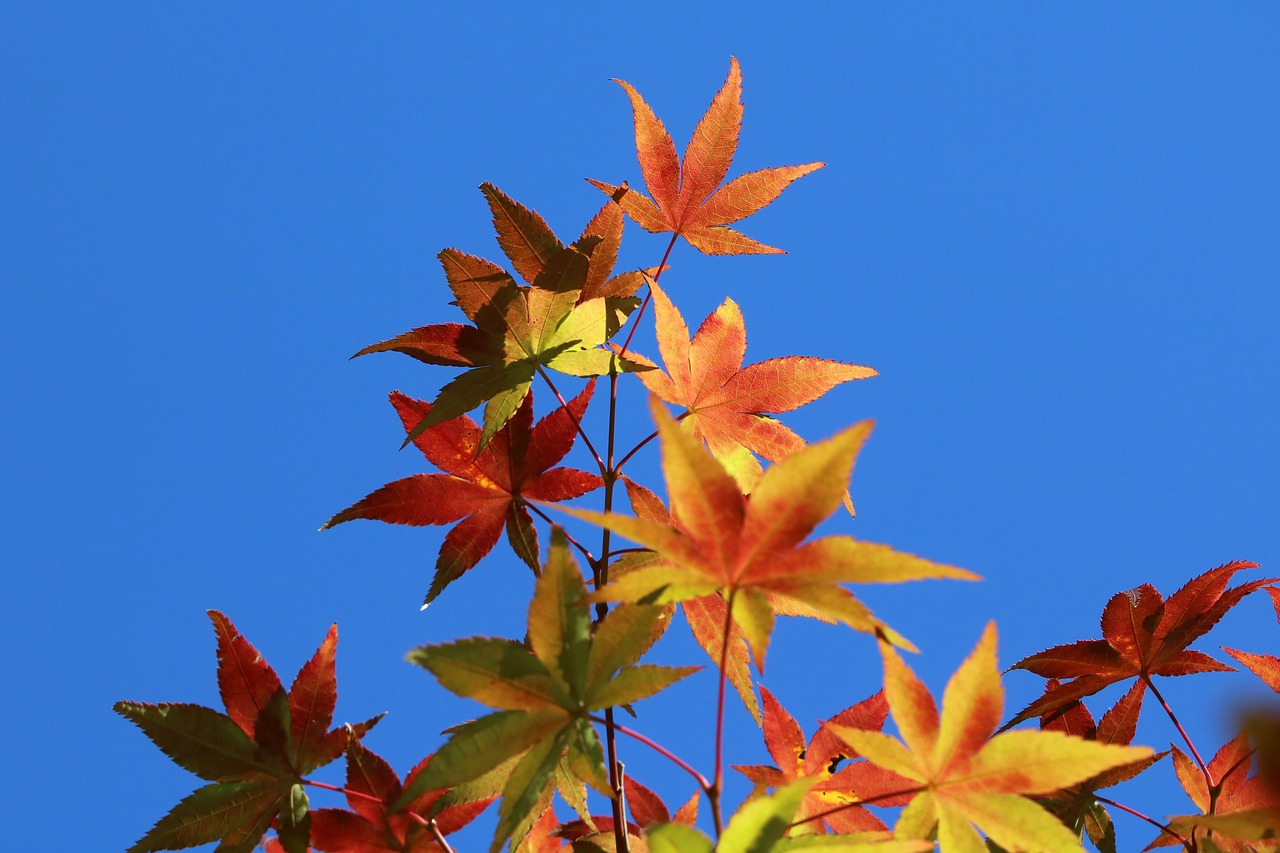 autumn leaves  maple  the leaves free photo