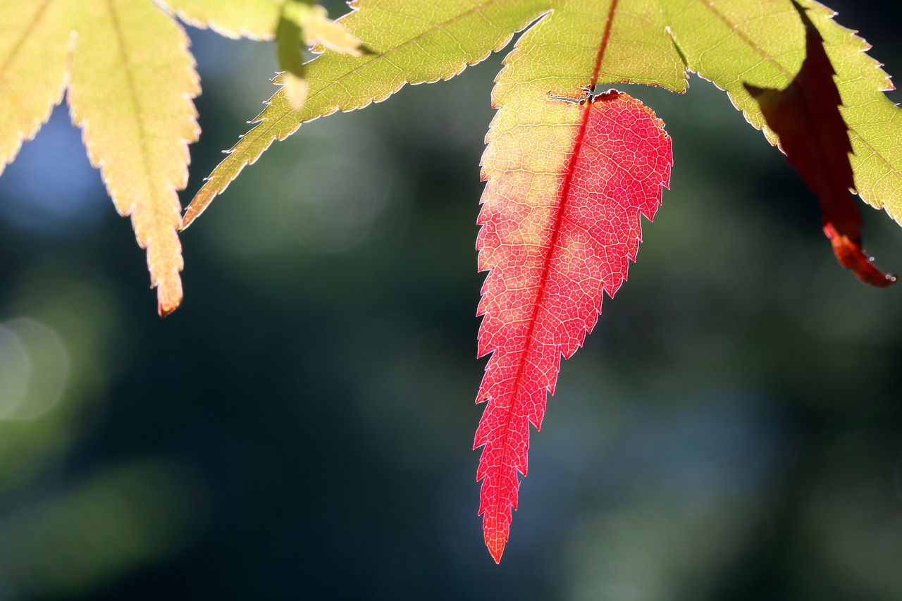 autumn leaves  maple  the leaves free photo