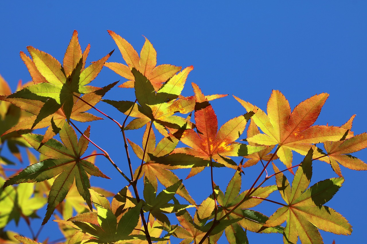 autumn leaves  maple  the leaves free photo