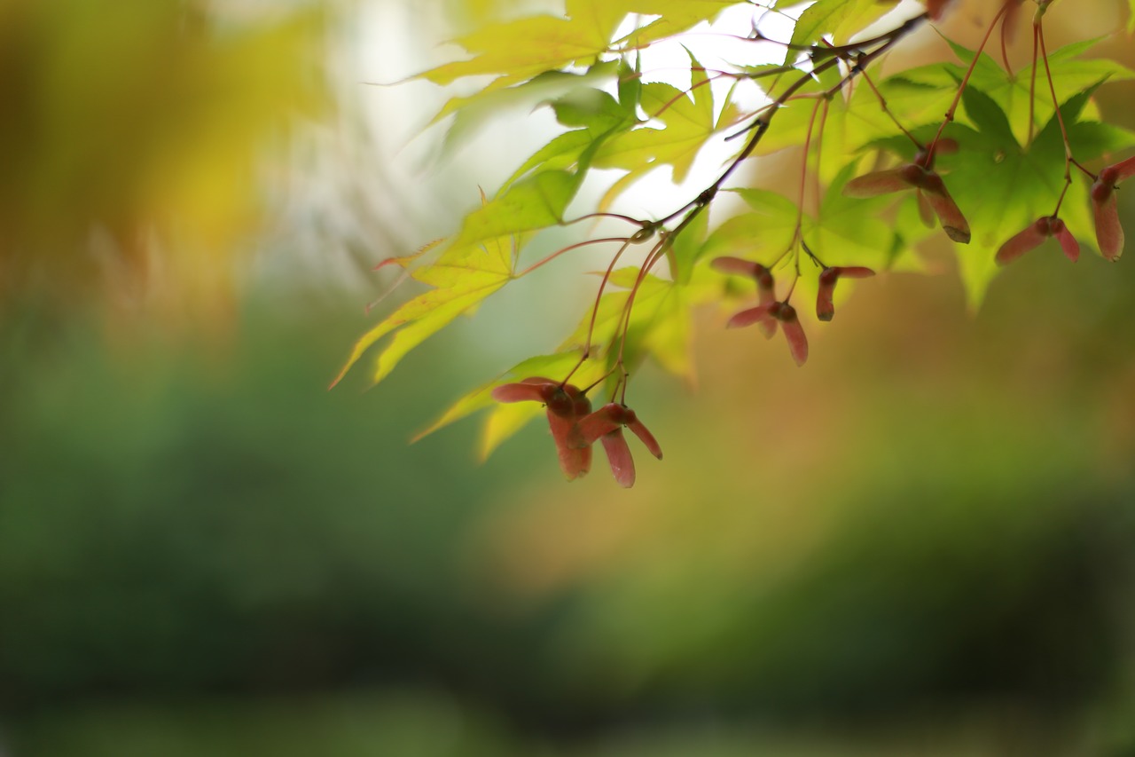 autumn leaves  maple leaf  maple free photo