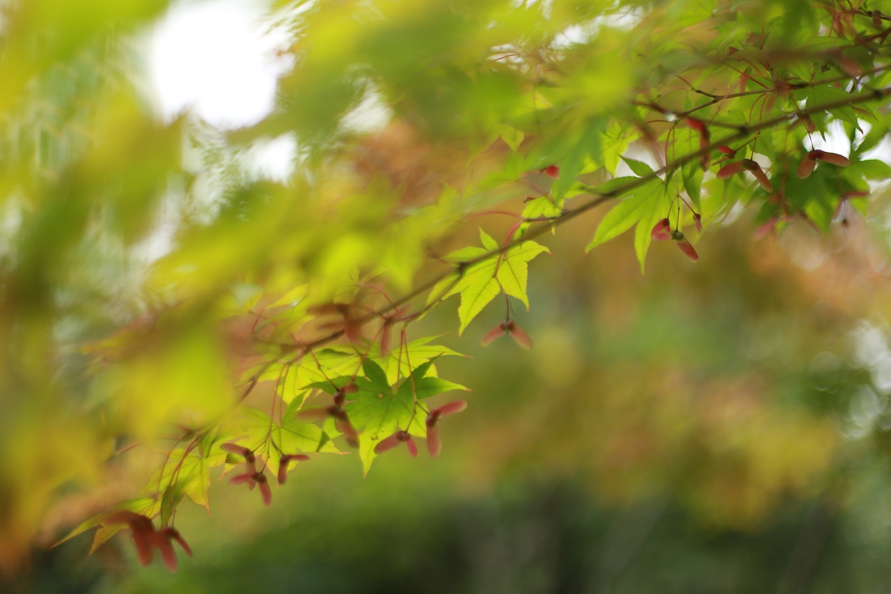 autumn leaves  maple leaf  maple free photo