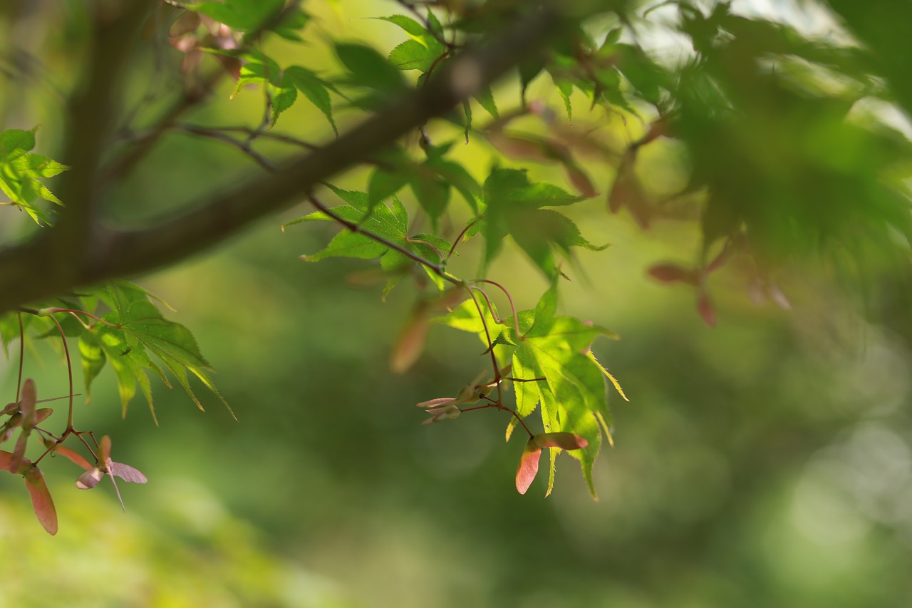 autumn leaves  maple leaf  maple free photo