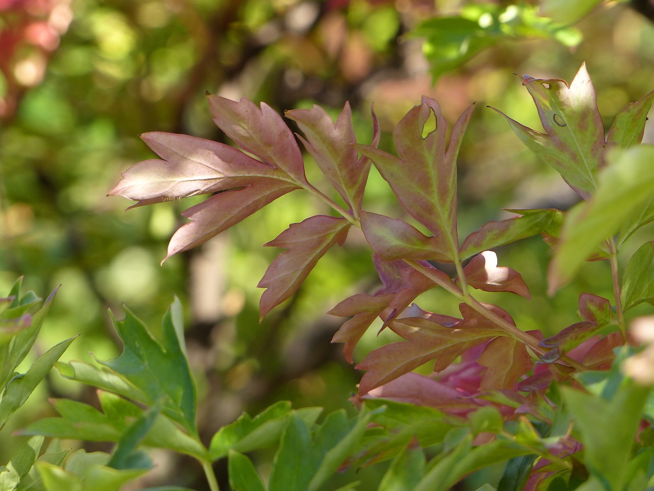 autumn leaves  foliage  red leaves free photo