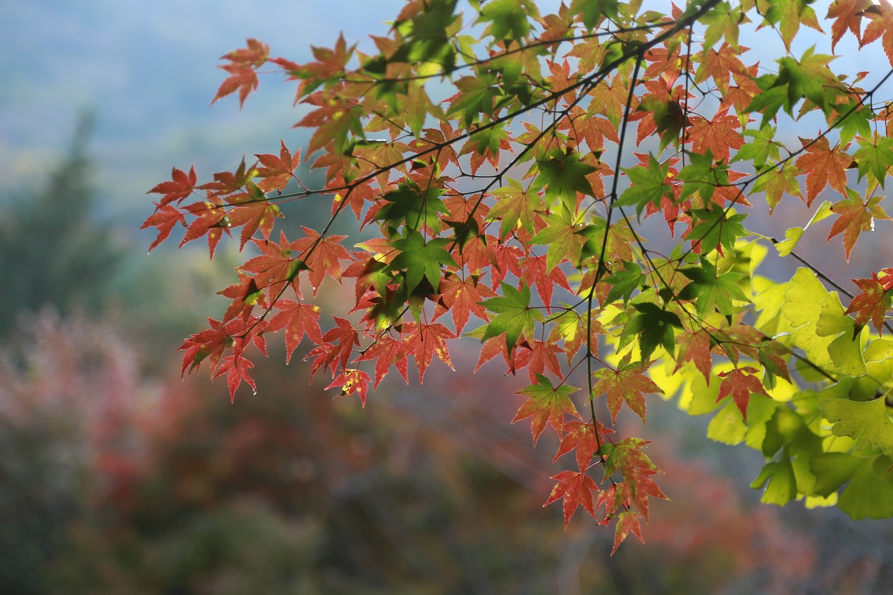 autumn leaves  leaves  the leaves free photo