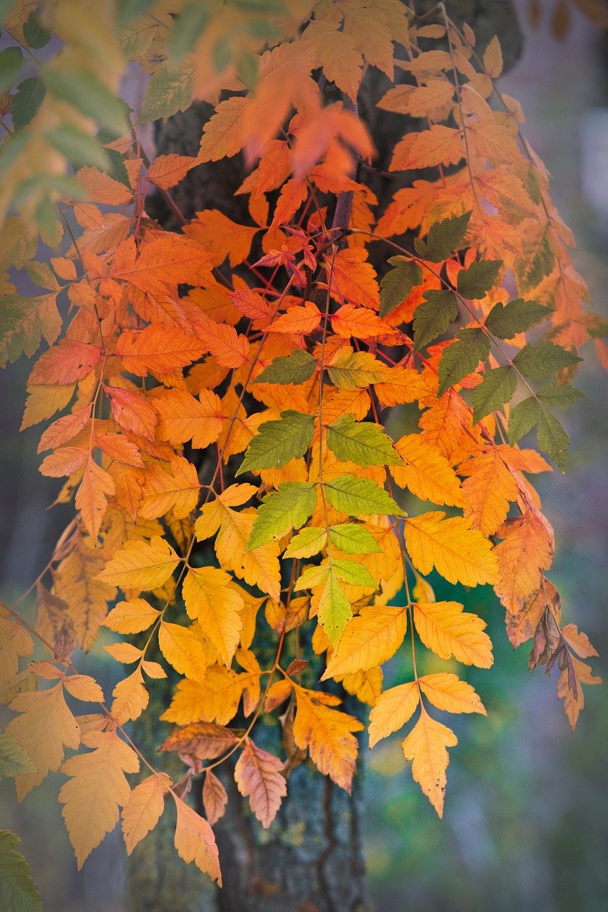 autumn leaves  mood  coloring free photo