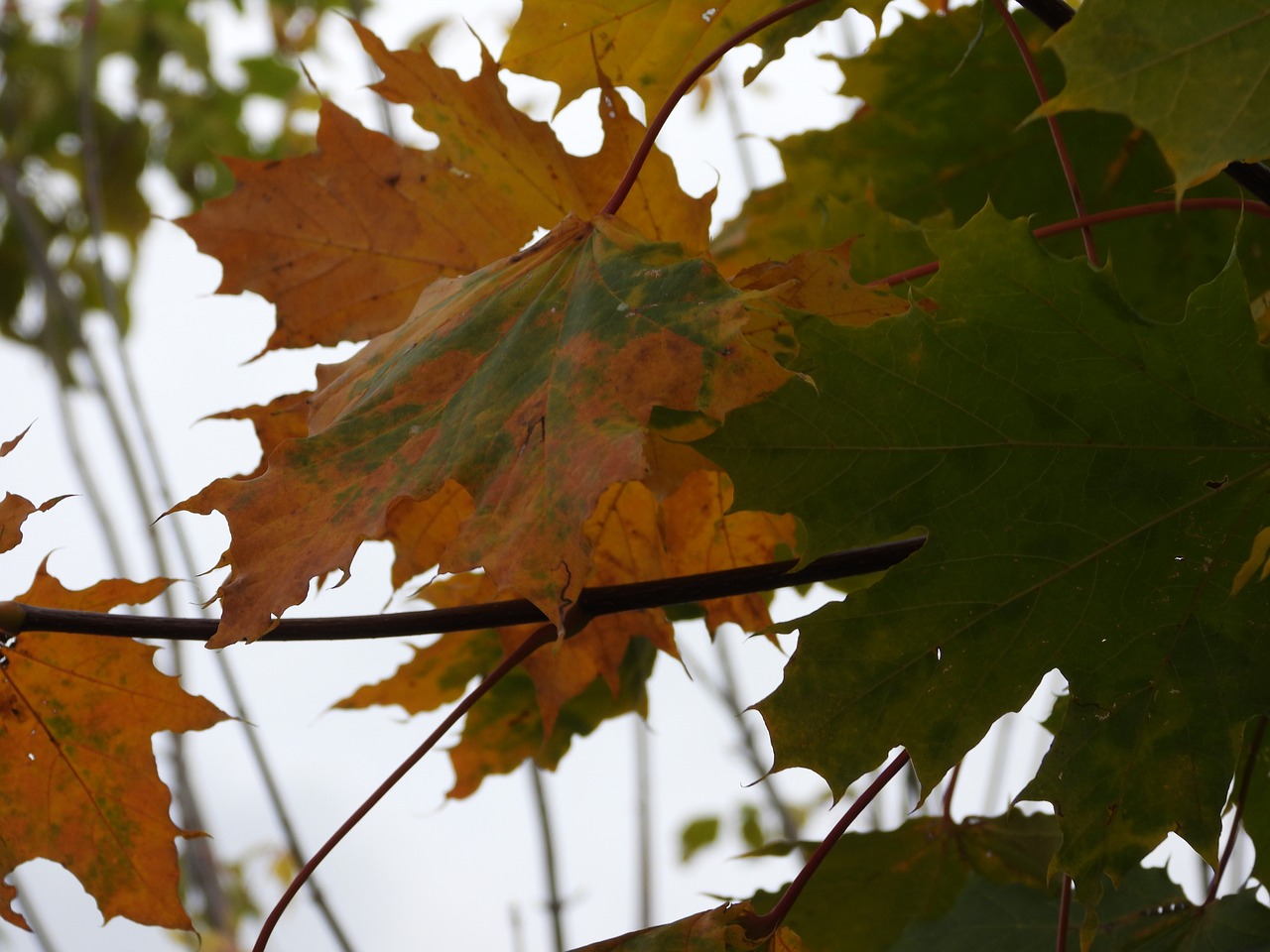 autumn leaves  clone  the colors of autumn free photo