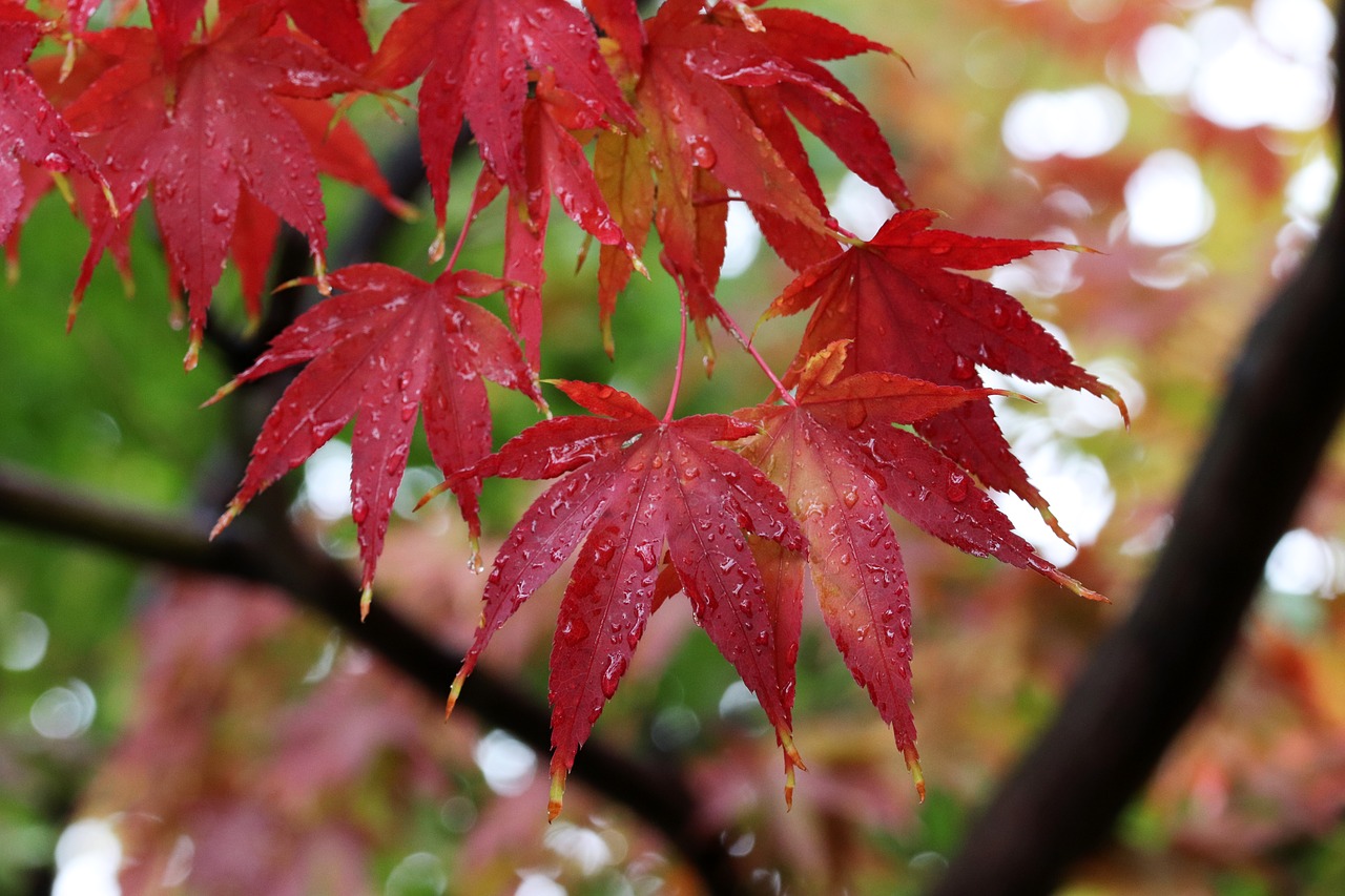 autumn leaves  maple  the leaves free photo