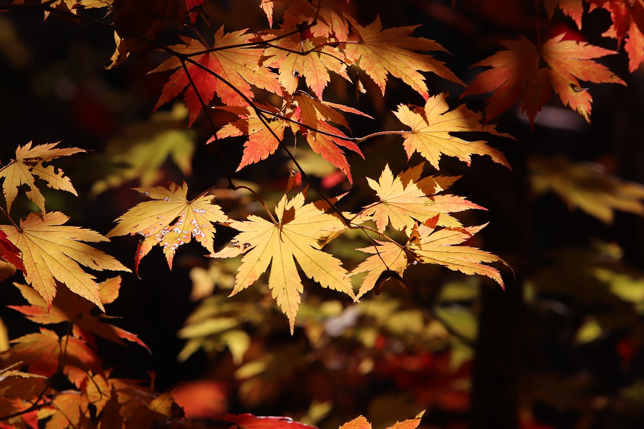 autumn leaves  maple  the leaves free photo