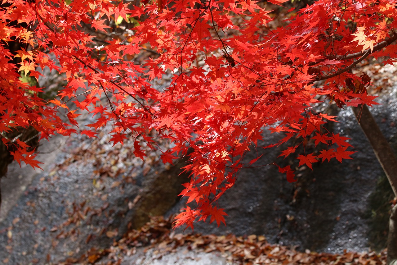 autumn leaves  maple  the leaves free photo