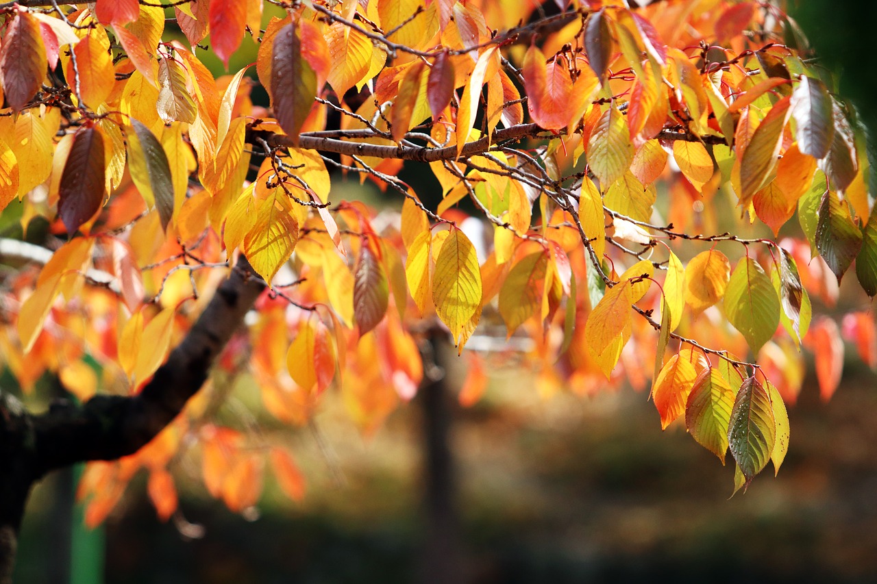 autumn leaves  maple  autumn free photo