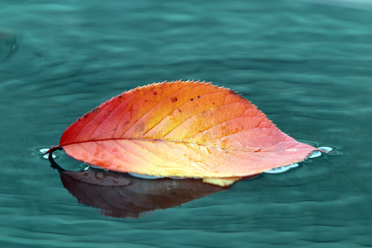 autumn leaves  maple  autumn free photo