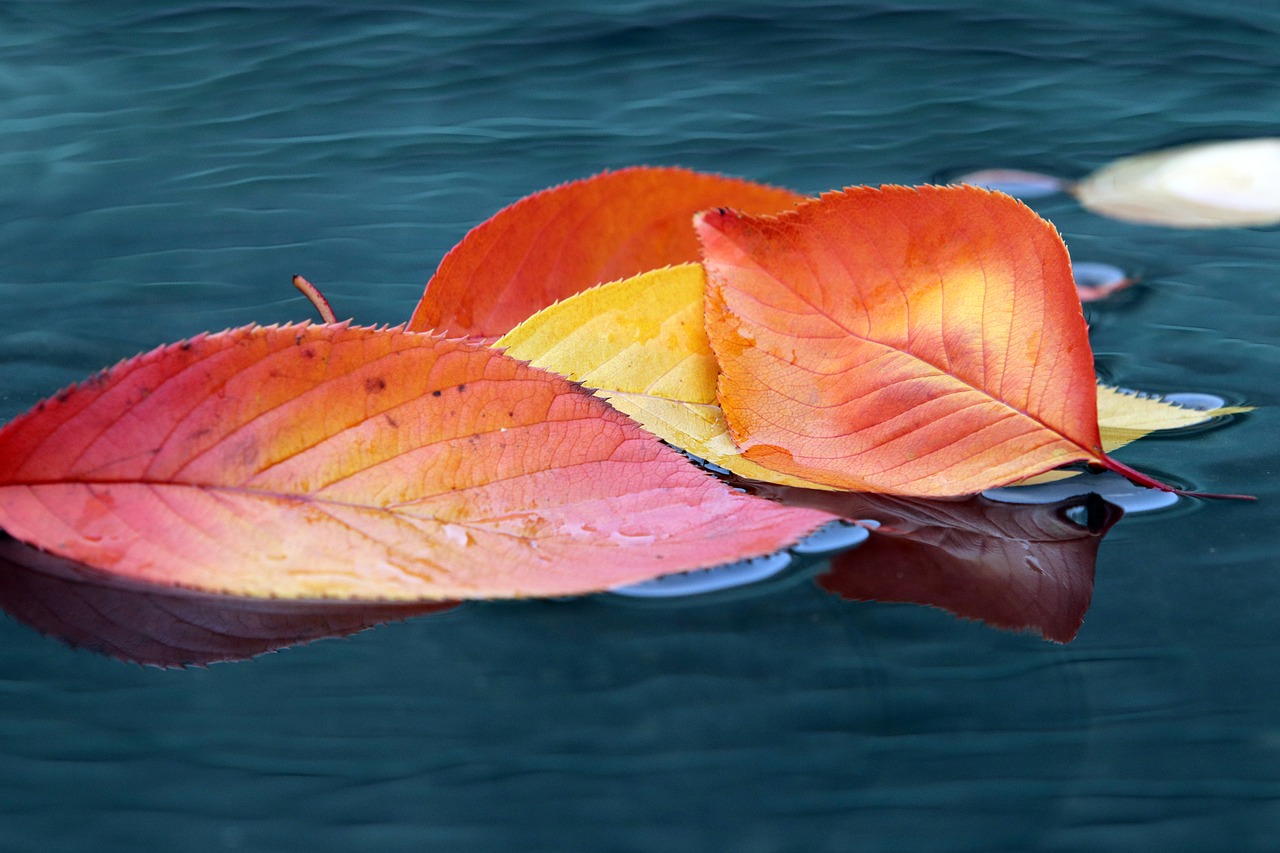 autumn leaves  maple  autumn free photo