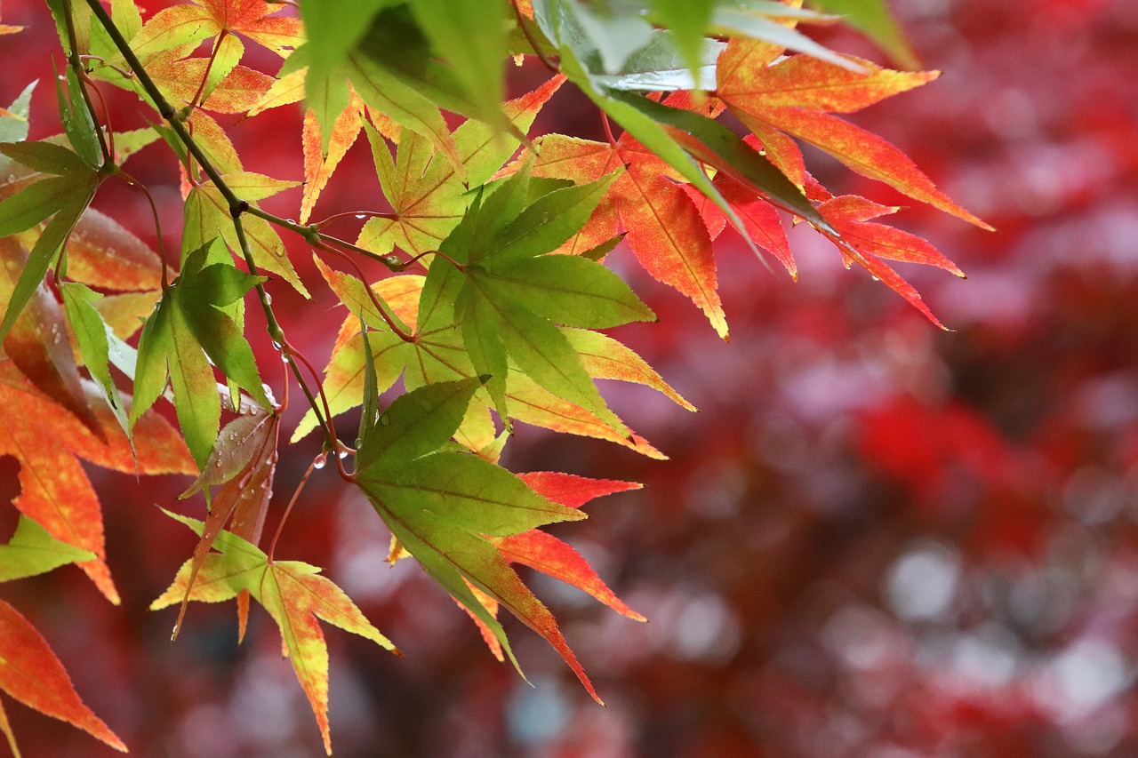 autumn leaves  maple  autumn free photo