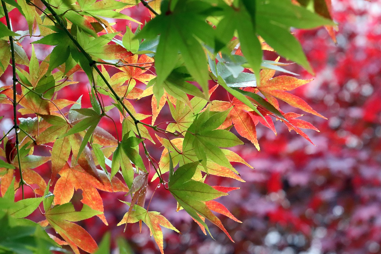 autumn leaves  maple  autumn free photo