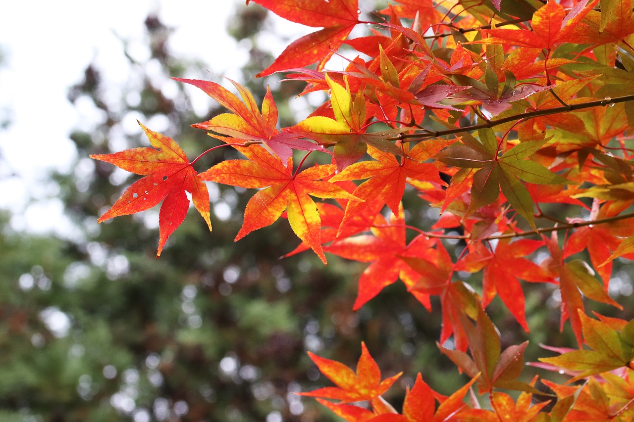 autumn leaves  maple  autumn free photo