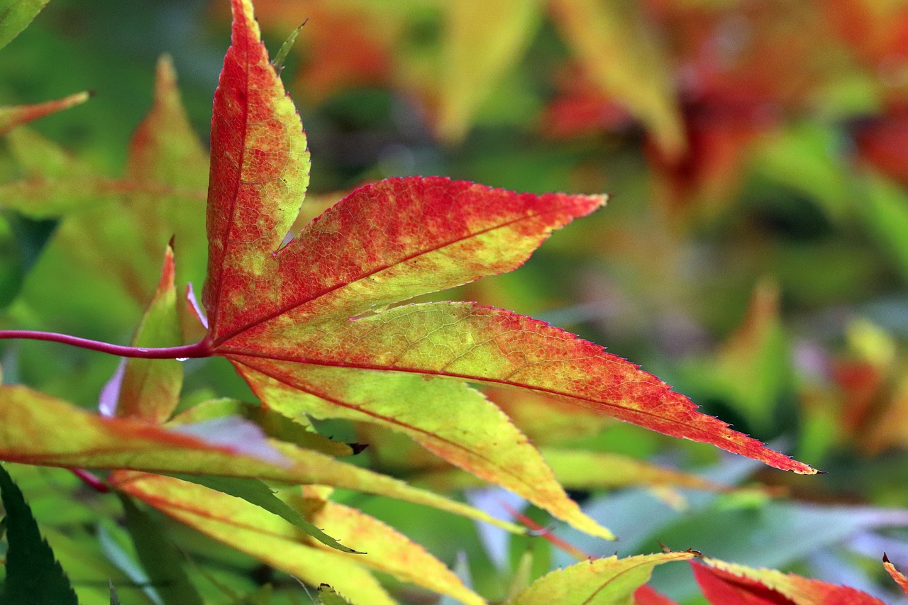 autumn leaves  maple  autumn free photo