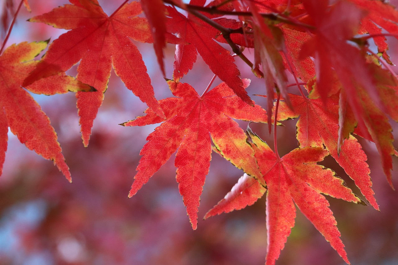 autumn leaves  maple  autumn free photo