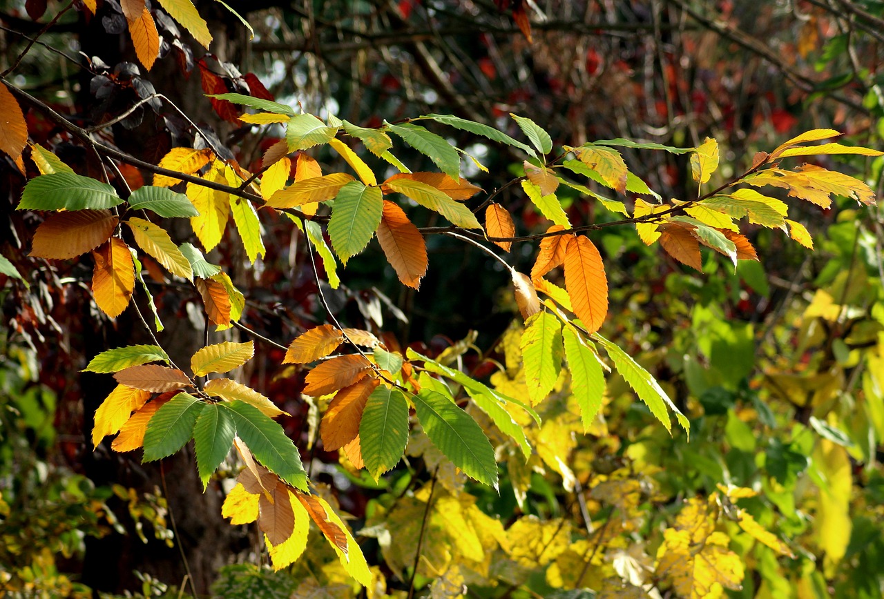 autumn leaves  colors of autumn  in the fall free photo