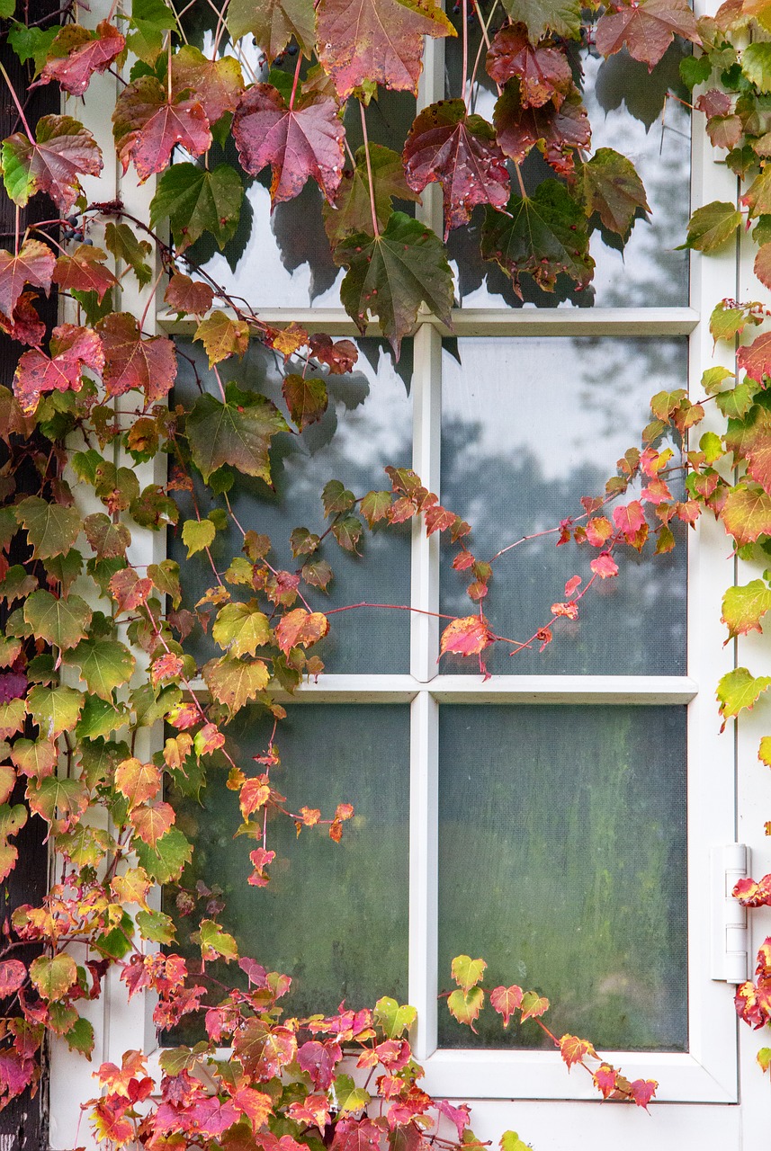 autumn leaves  window  leaves free photo