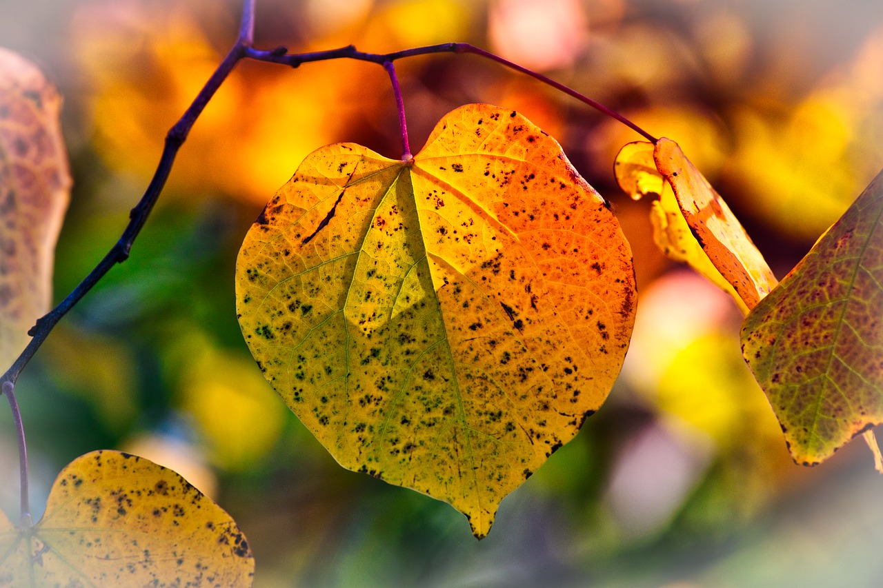 autumn leaves  mood  fall color free photo