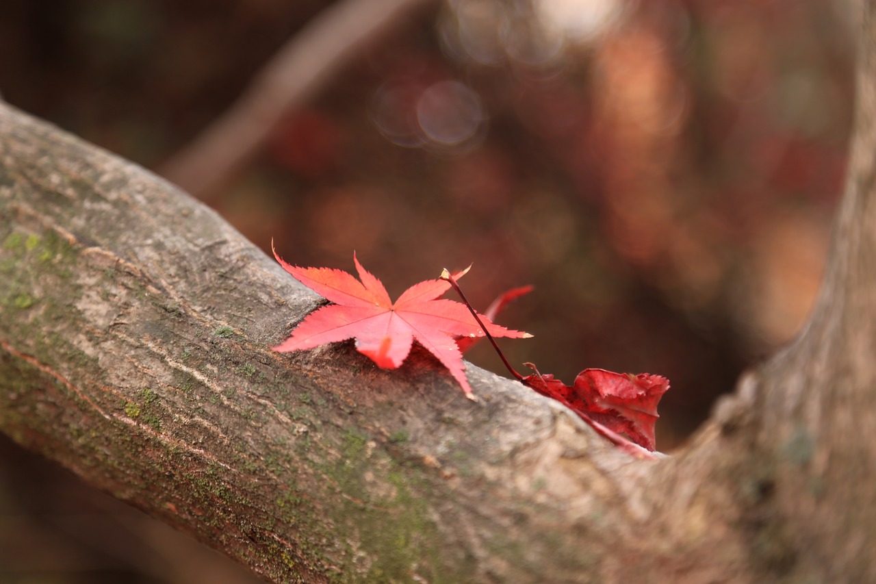 autumn leaves  maple leaf  the leaves free photo