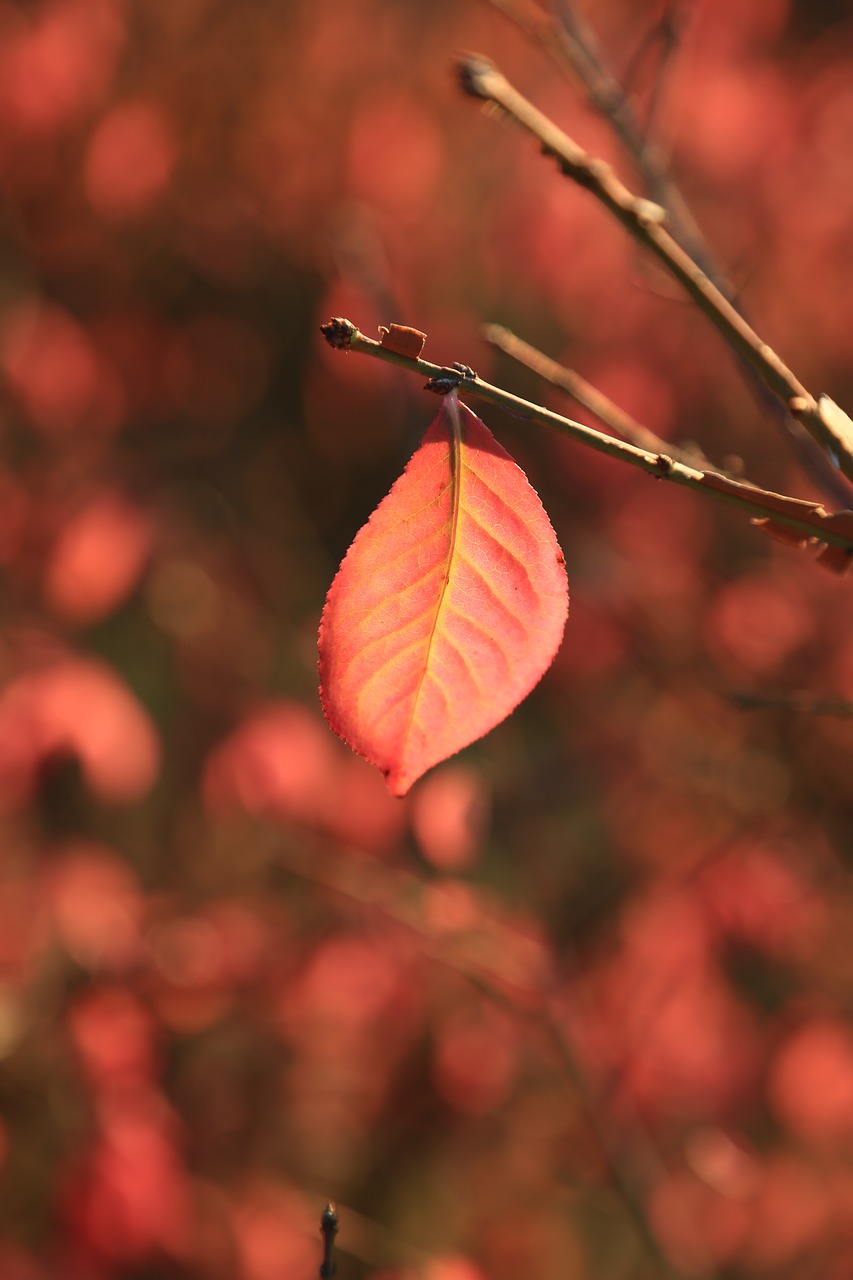 autumn leaves  maple leaf  the leaves free photo