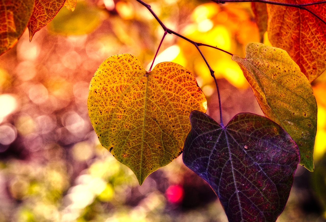 autumn leaves  mood  fall color free photo