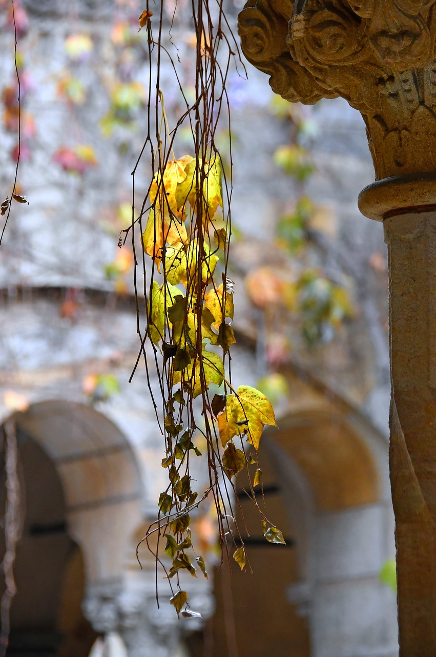 autumn leaves  yellow  yellow leaf free photo