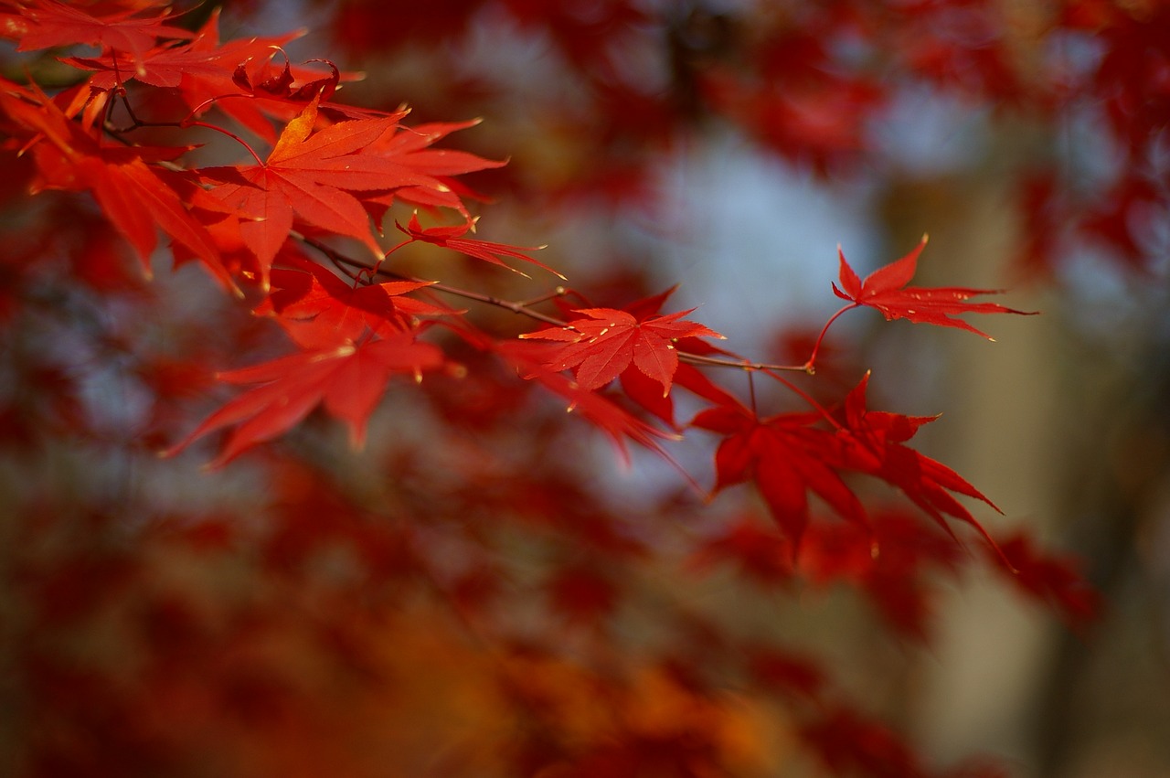 autumn leaves  autumn  the leaves free photo