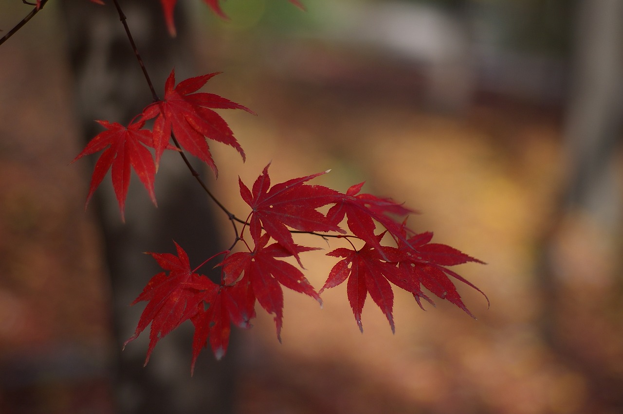 autumn leaves  autumn  maple free photo