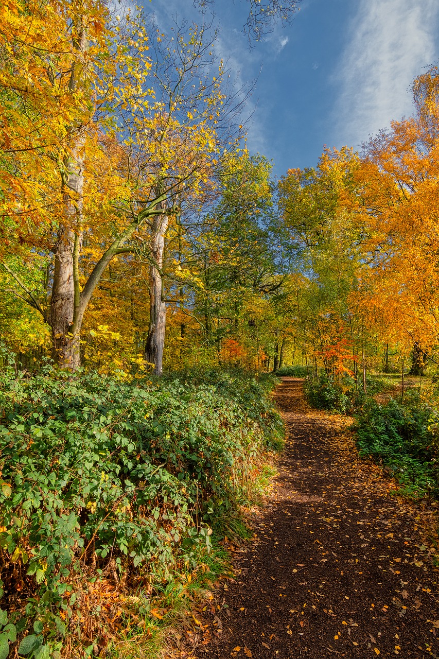 autumn leaves  fall leaves  sunshine free photo