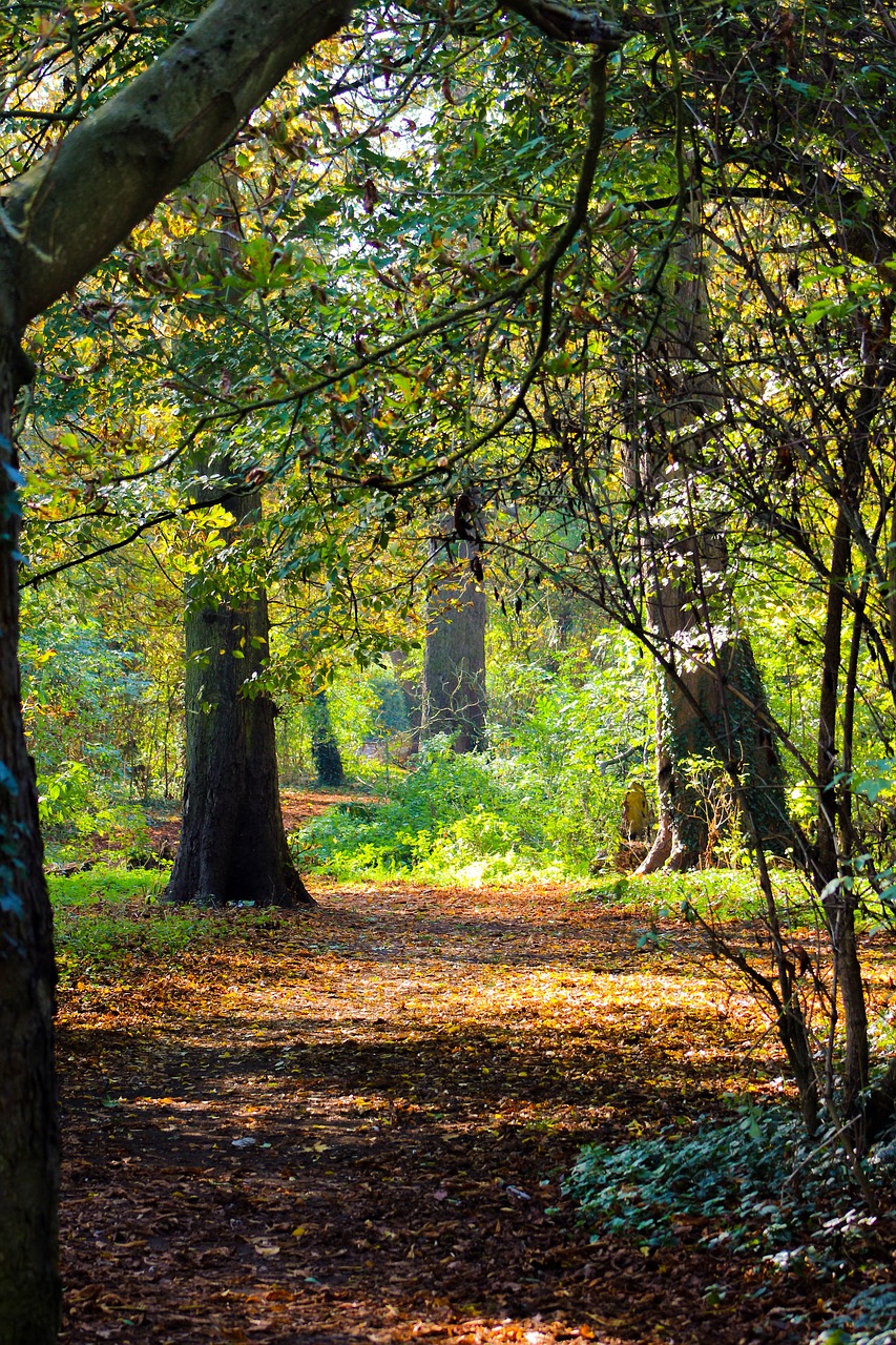 autumn leaves  fall leaves  path free photo