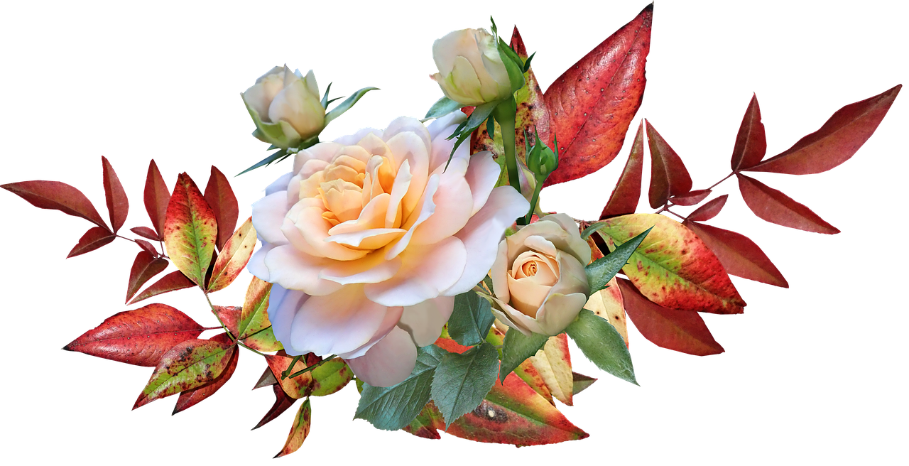 autumn leaves  roses  flowers free photo