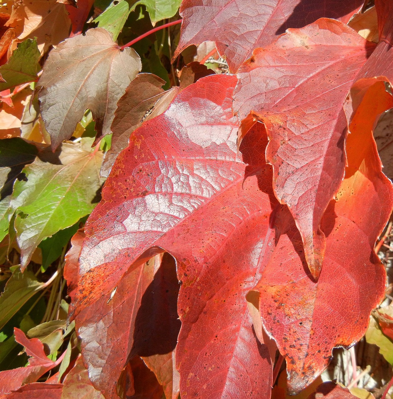 autumn leaves colorful canada free photo