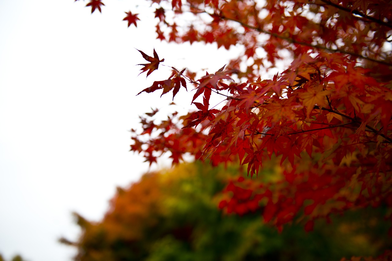 autumn leaves autumn landscape free photo