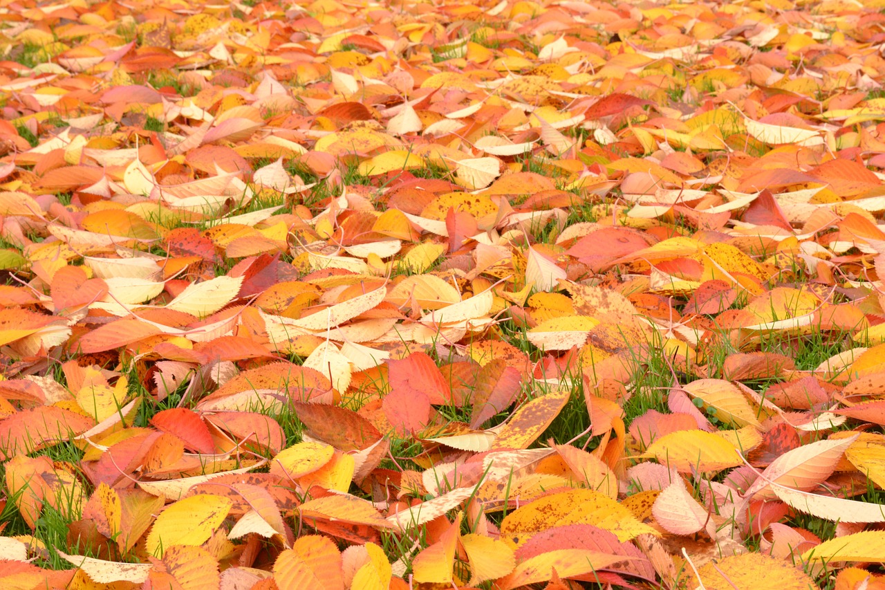 autumn leaves maroon natural free photo
