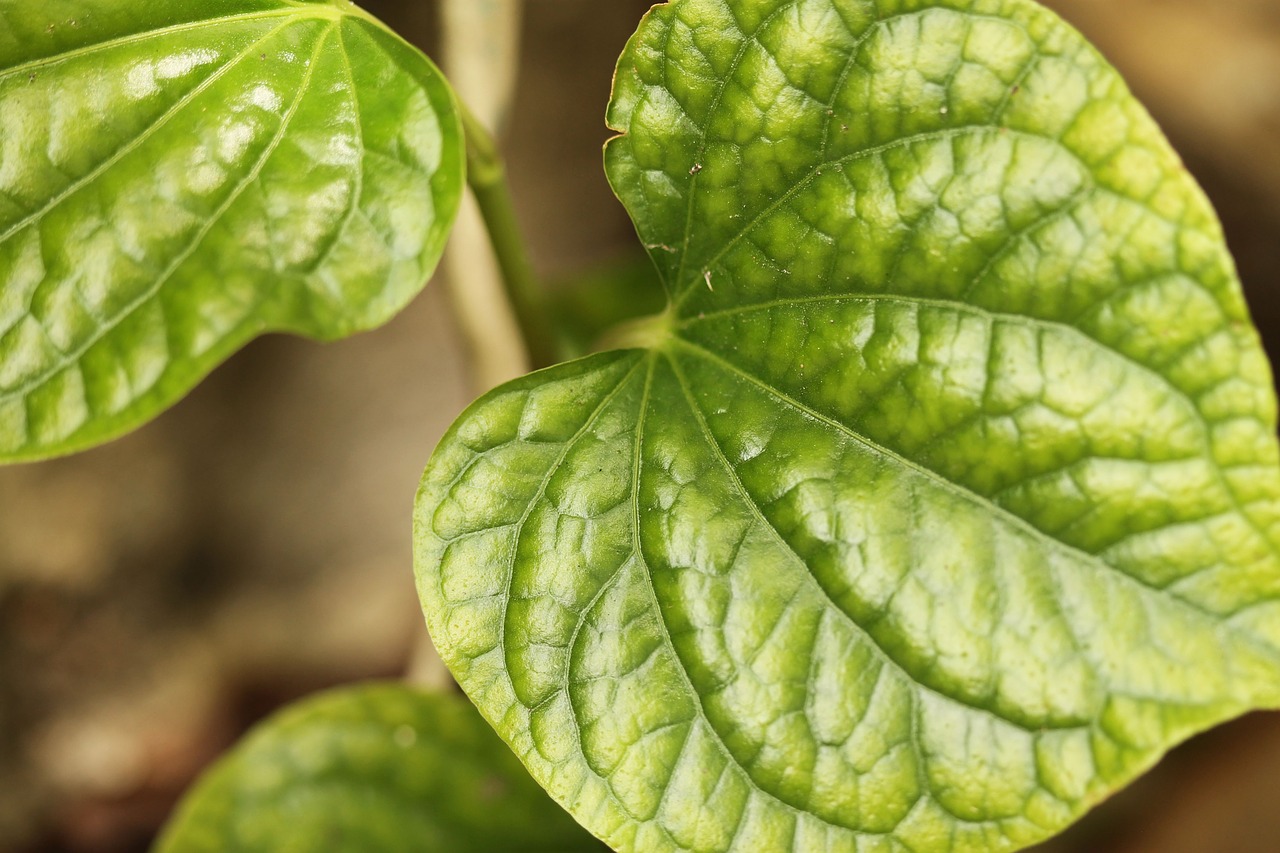 autumn leaves green plant free photo