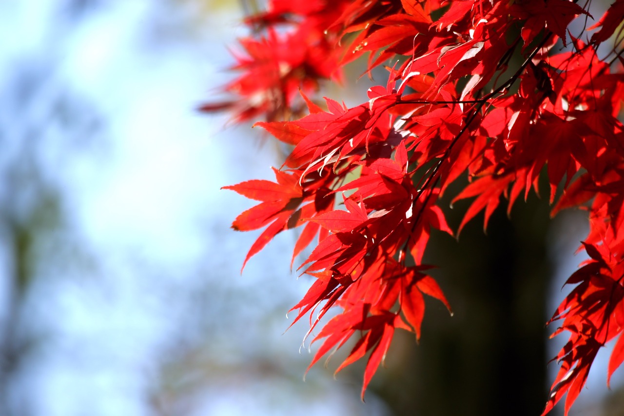 autumn leaves autumn wood free photo