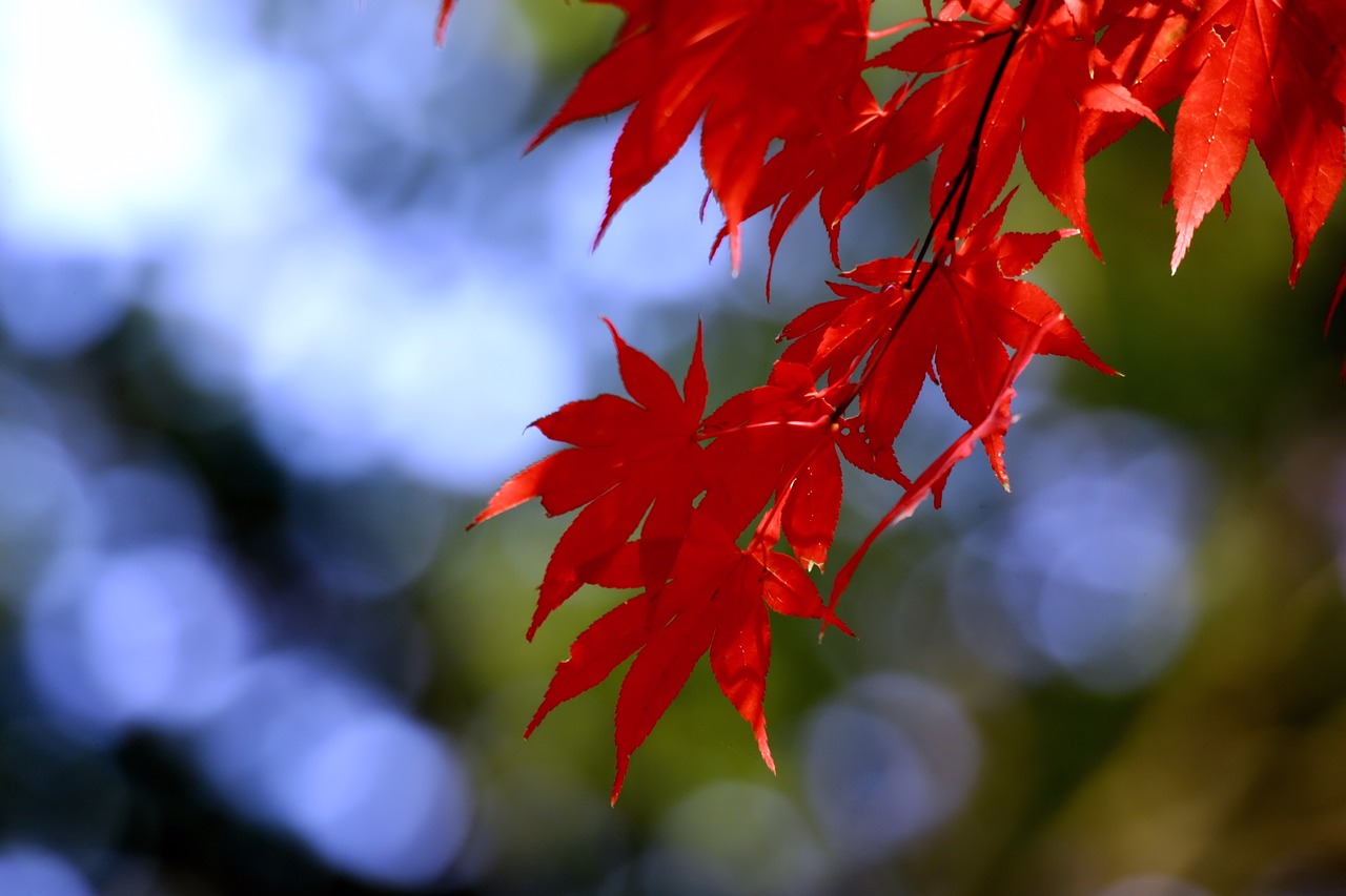 autumn leaves autumn wood free photo