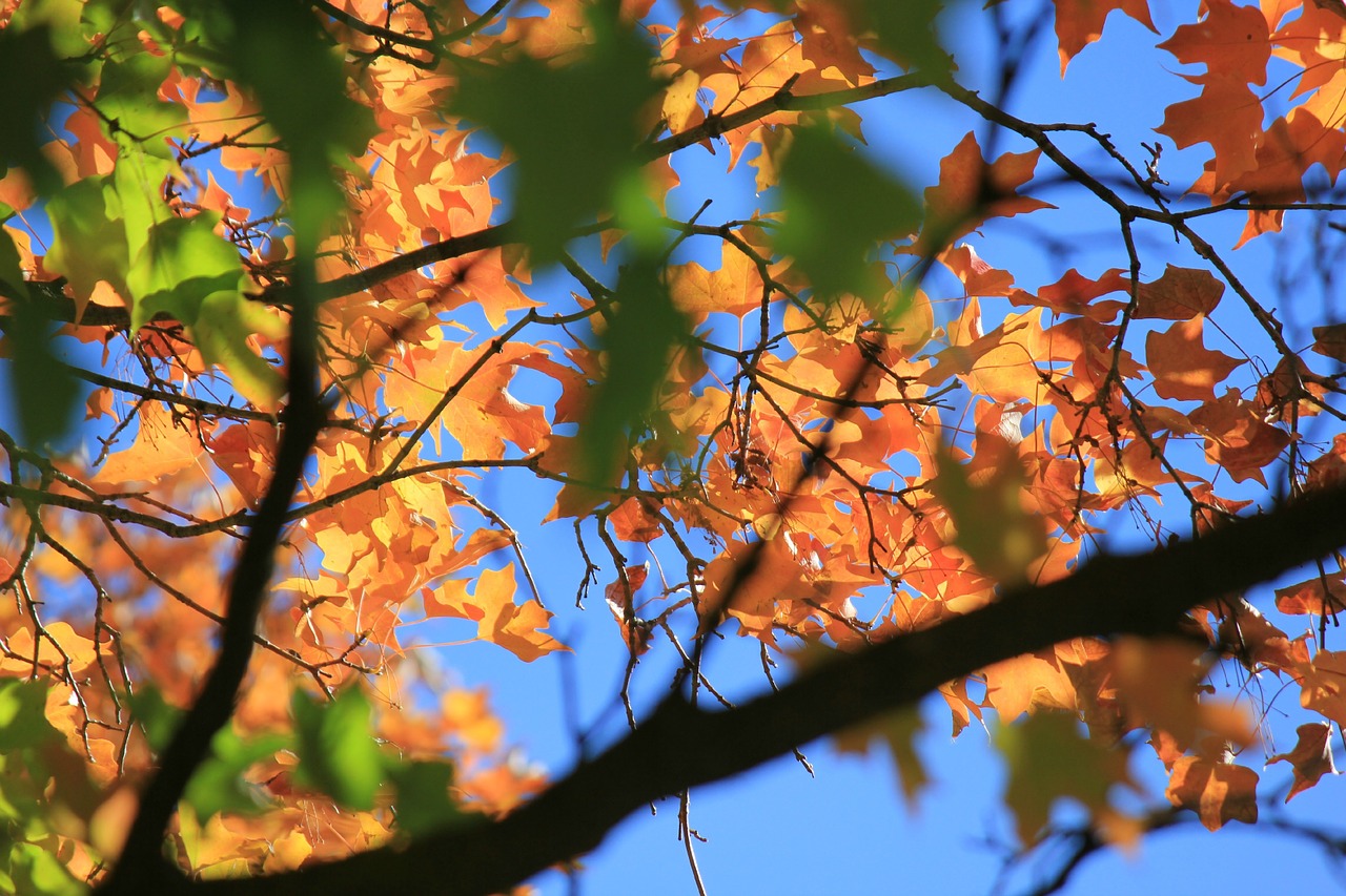 autumn leaves fall tree blue sky free photo