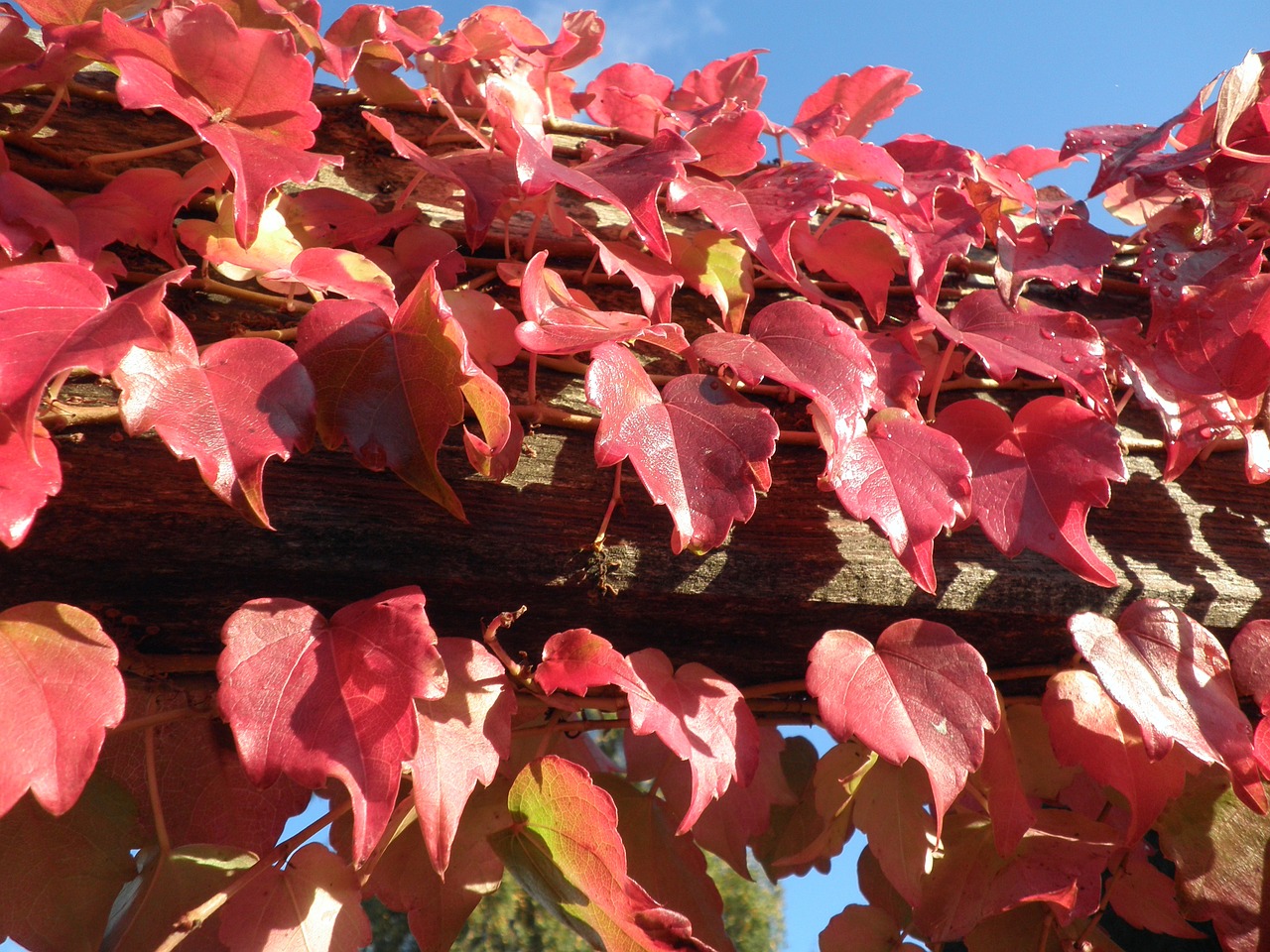 autumn leaves red sky free photo