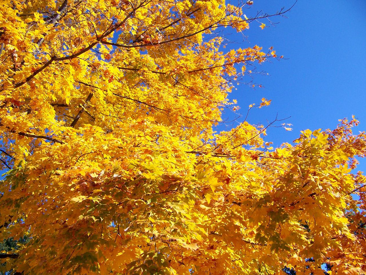 autumn fall trees free photo