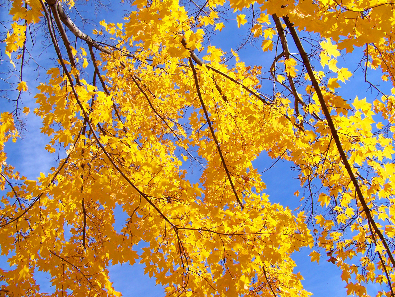 autumn fall trees free photo