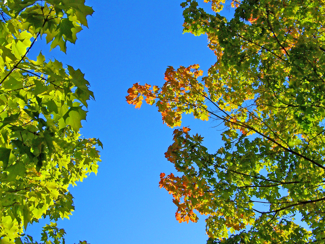 autumn fall trees free photo