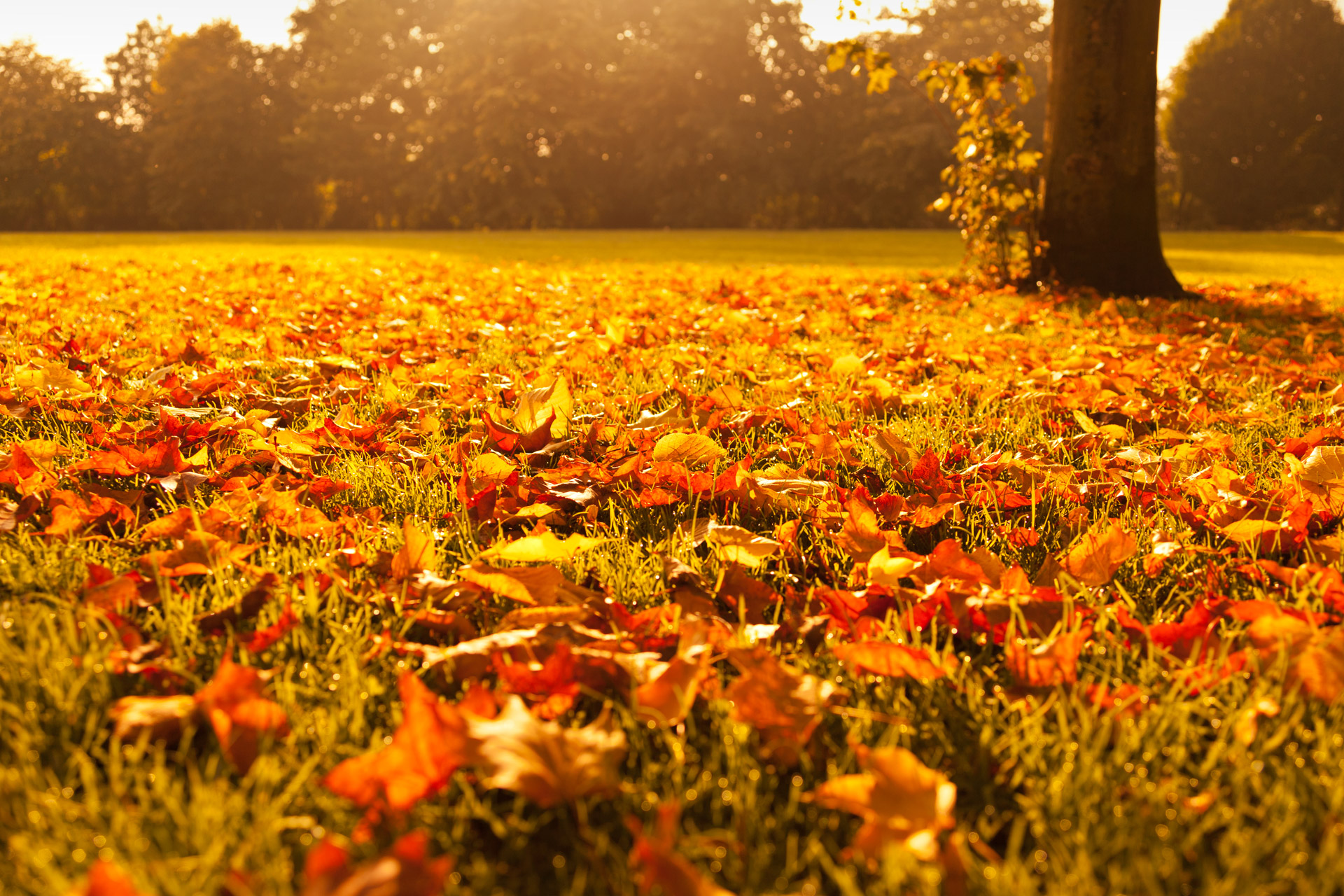 autumn fall foliage free photo