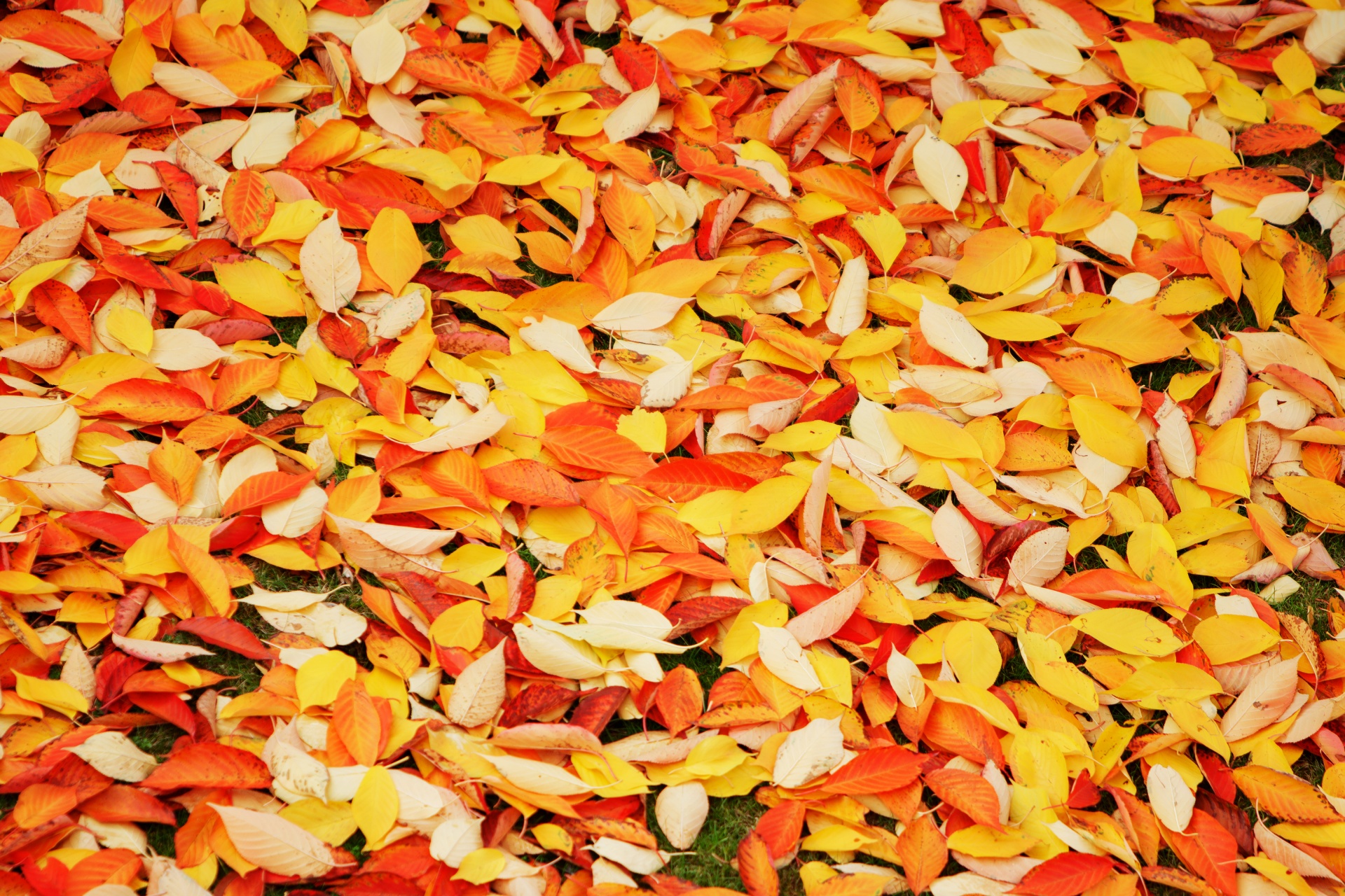 leaves background autumn free photo